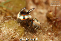 Nudi diving in Guanica's Wall, Puerto Rico
 by Pedro Padilla 